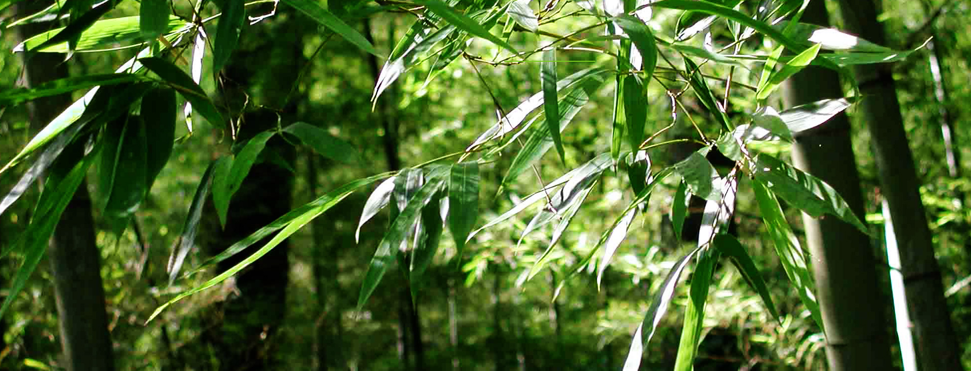 發(fā)現(xiàn)和恩竹刨切板，竹多層板，竹家具板，竹集成材及更多